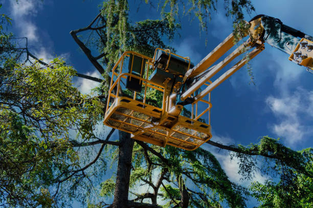 Best Tree Trimming Near Me  in Beulah, ND